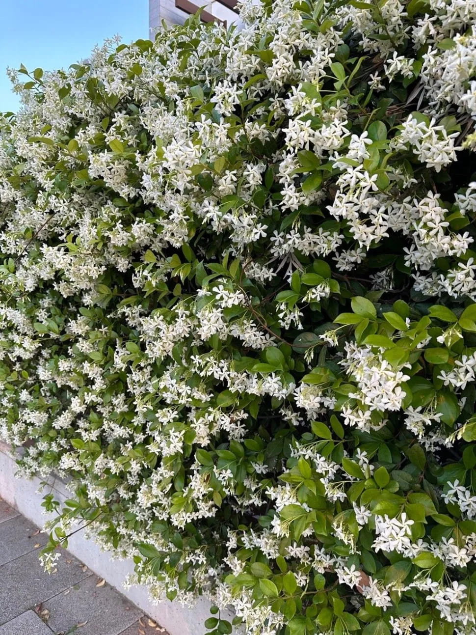 10 Flowers with Incredible Scents That Will Make You Fall in Love with Your Garden