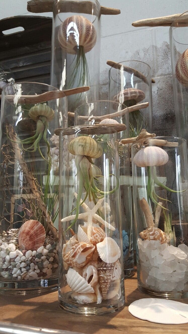 Jellyfish Terrarium with Sea Urchin Shells