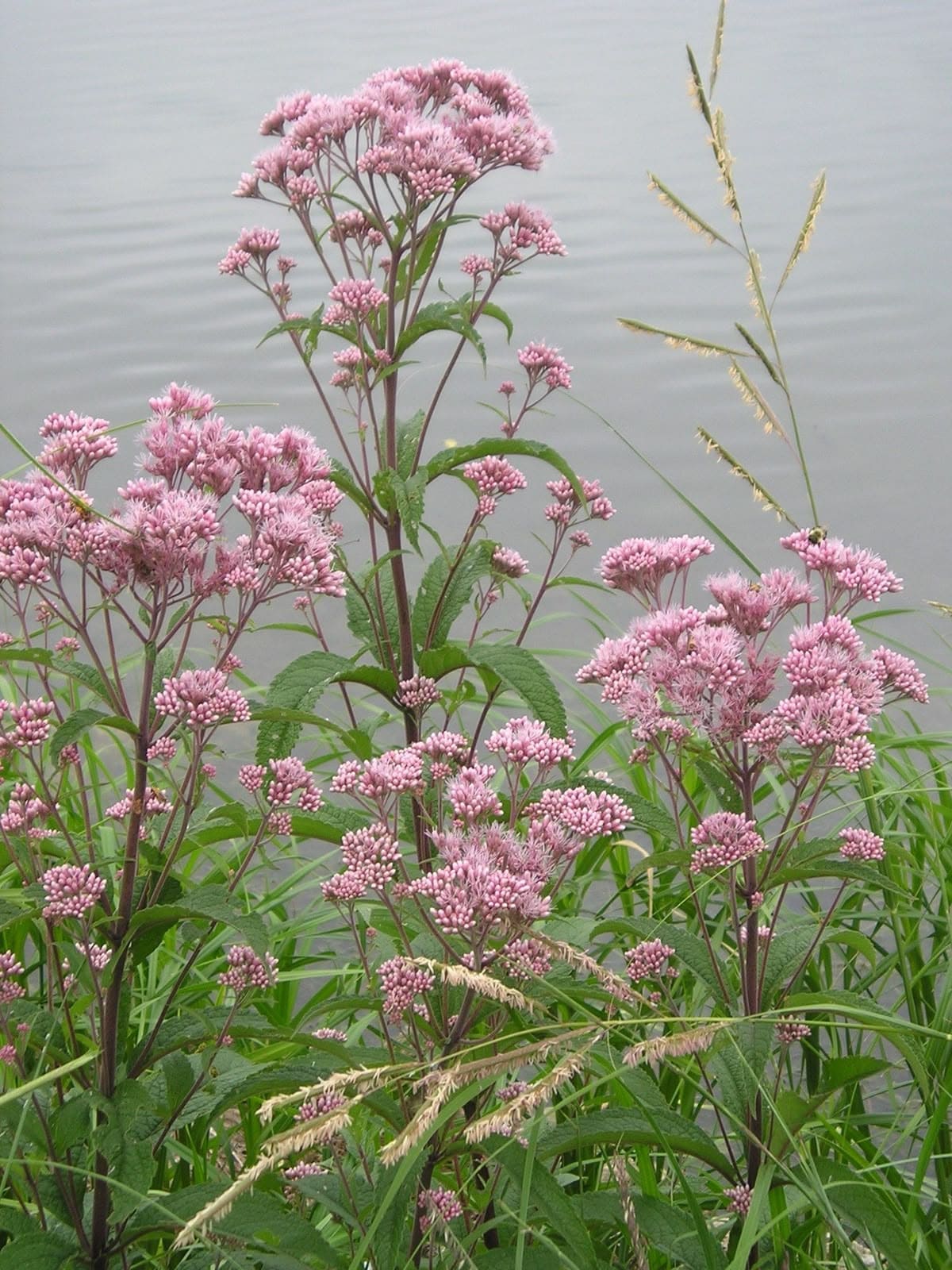 10 Beautiful Plants That Attract Fireflies to Your Garden