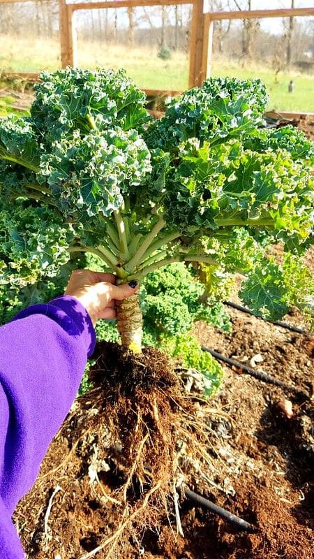 15 Vegetables You Can Grow Well in the next Winter
