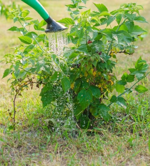 10 Proven Tips Help Gardeners Harvest Buckets of Raspberries