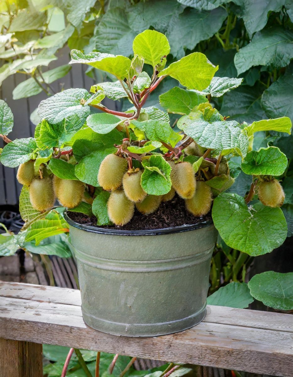 9 Tactics to Grow Kiwi in Pots from Expert Gardeners for Lush Vines and Juicy Harvests
