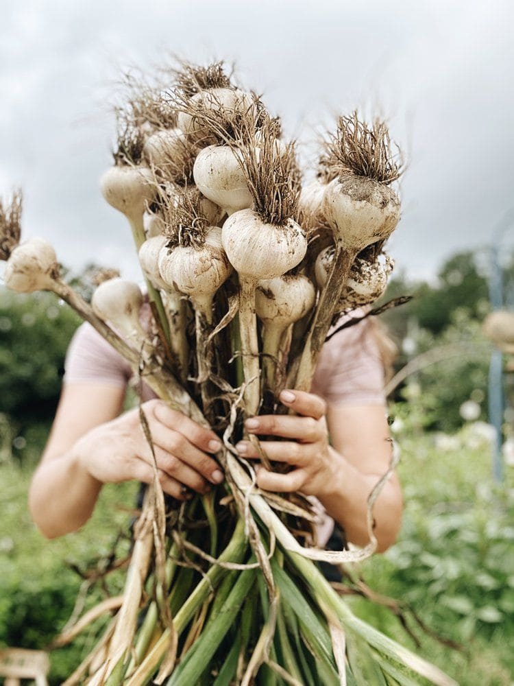 How To Grow Garlic This Fall for a Big, Flavorful Harvest Next Summer