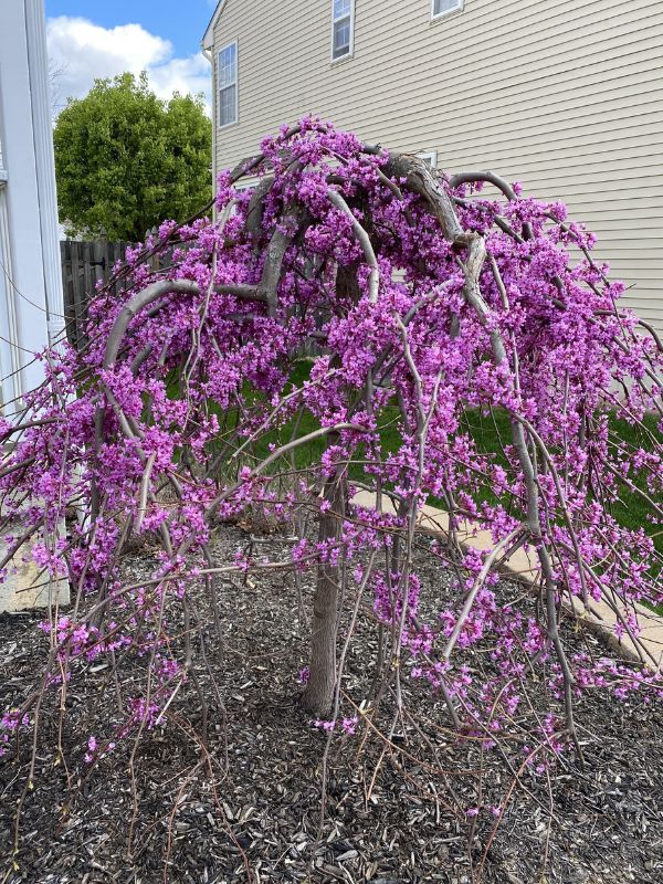 10 Gorgeous Dwarf Weeping Trees to Add Elegance to Small Spaces