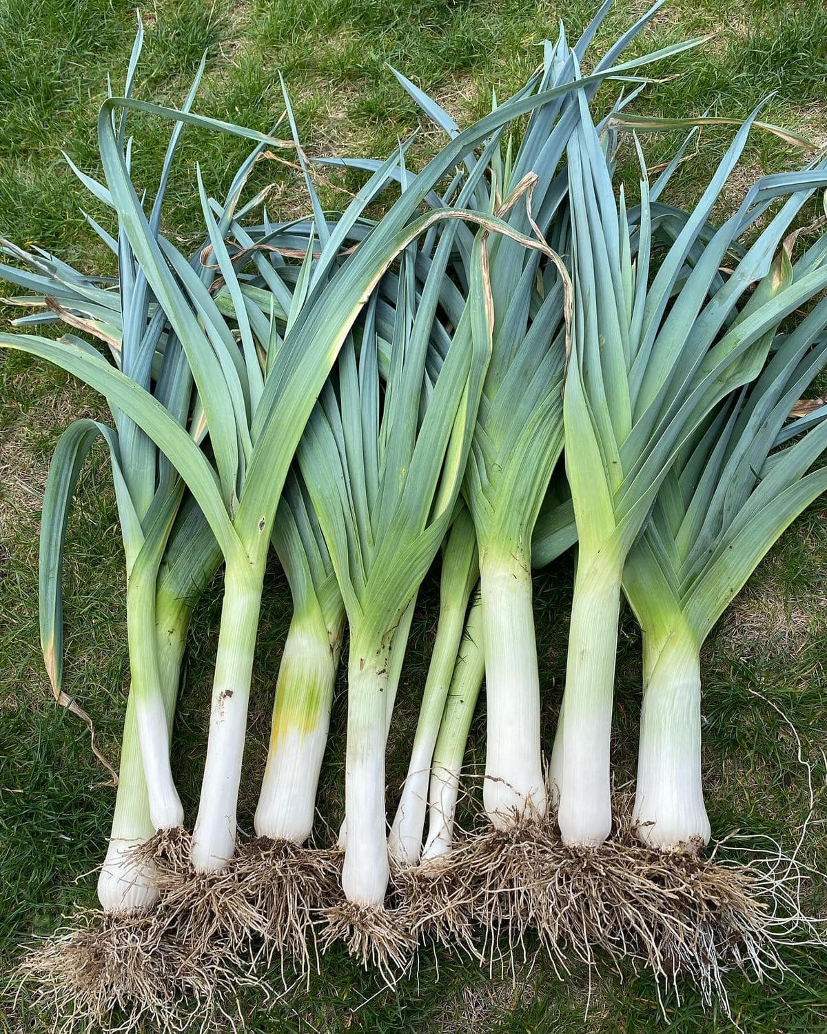 15 Vegetables You Can Grow Well in the next Winter