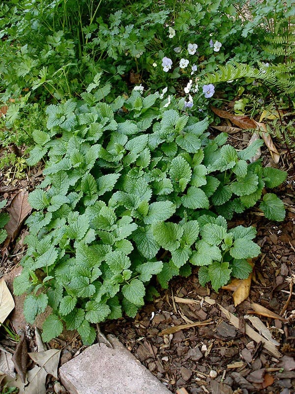 10 Perennial Plants for Chickens So You Can Feed Them for Free, Forever