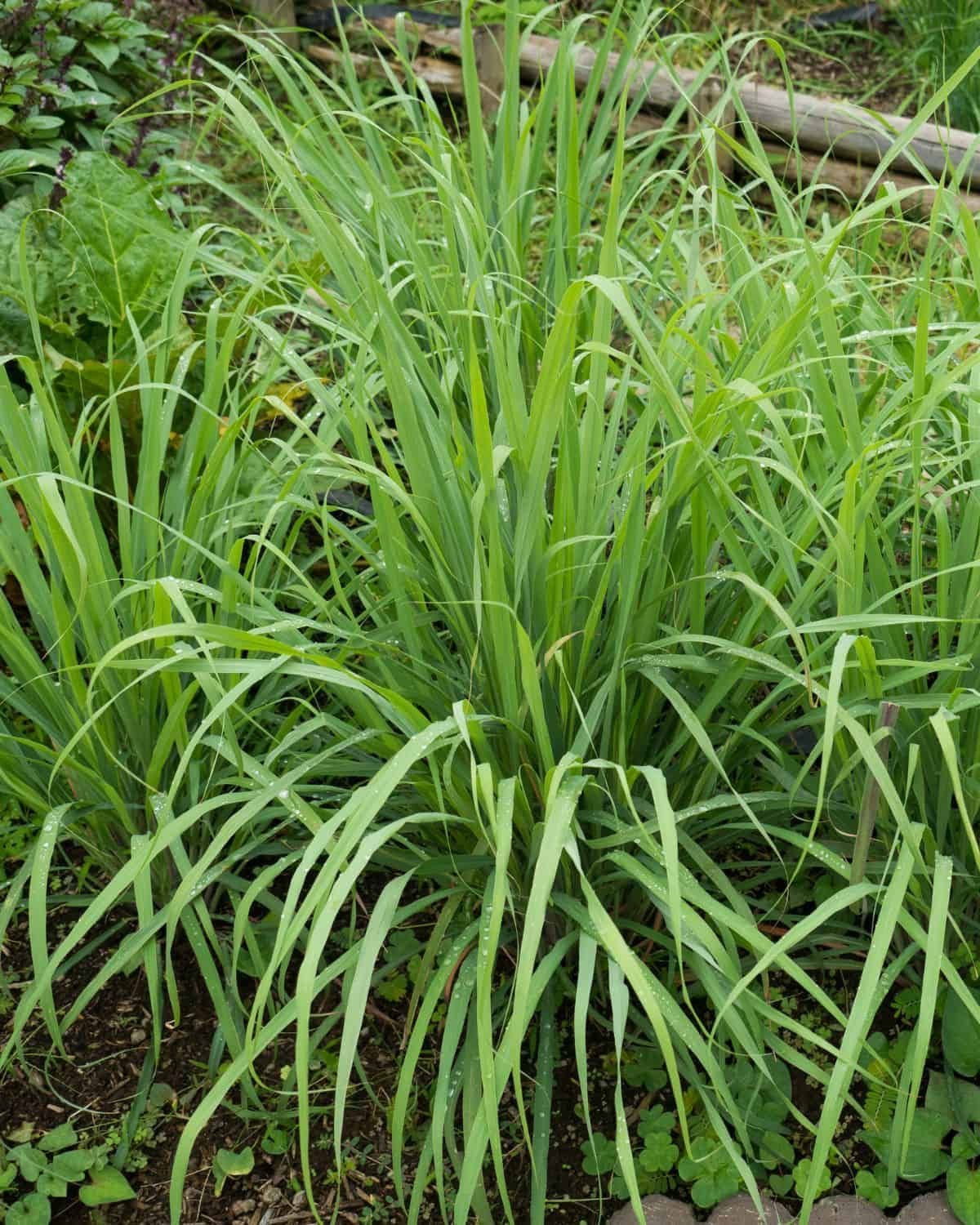 15 Plants That Naturally Repel Spiders
