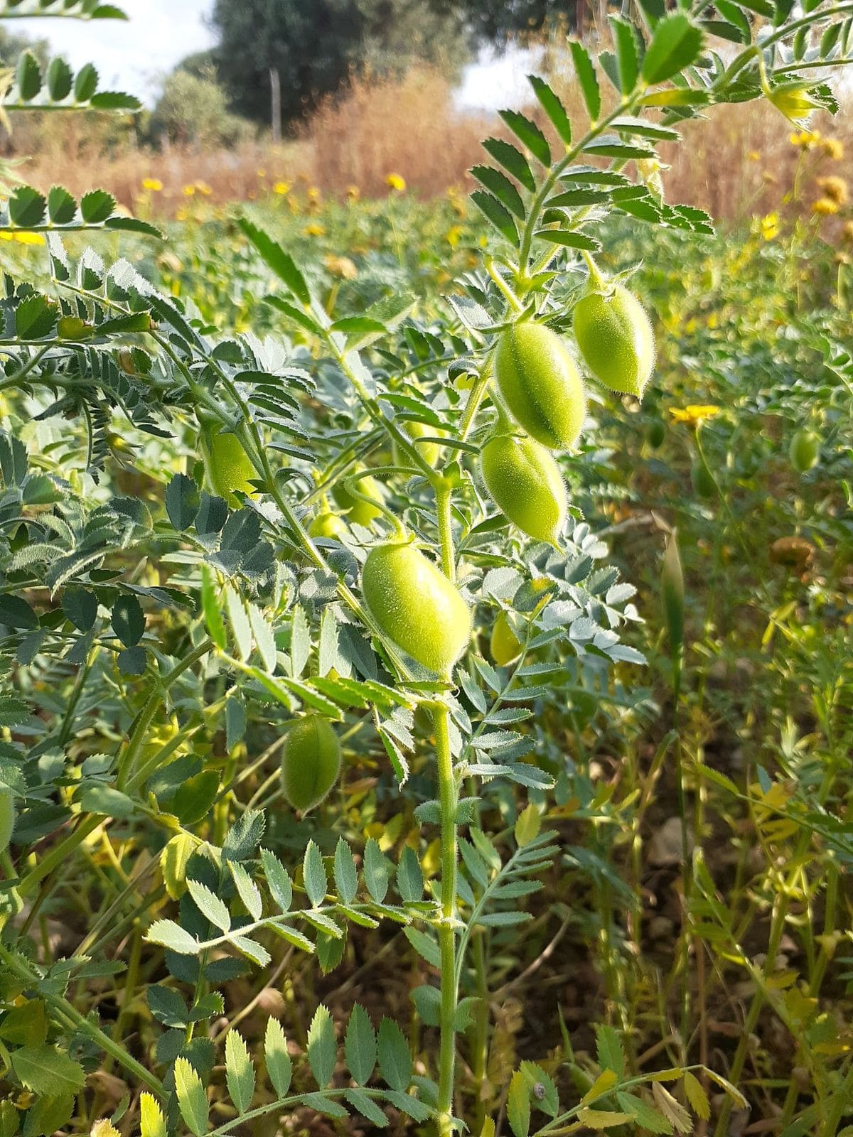 Boost Protein in Your Garden With These 8 Super Foods