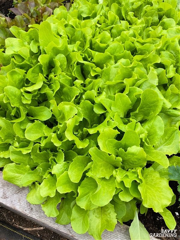 15 Vegetables You Can Grow Well in the next Winter