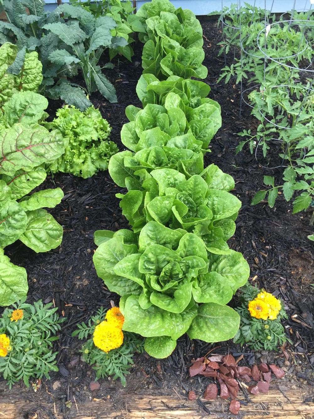 10 Best Plants to Grow Under Tomatoes