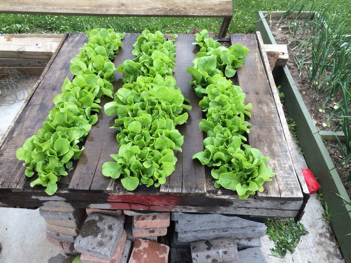 10 Best Plants You Can Grow in Pallets And How to Care Them