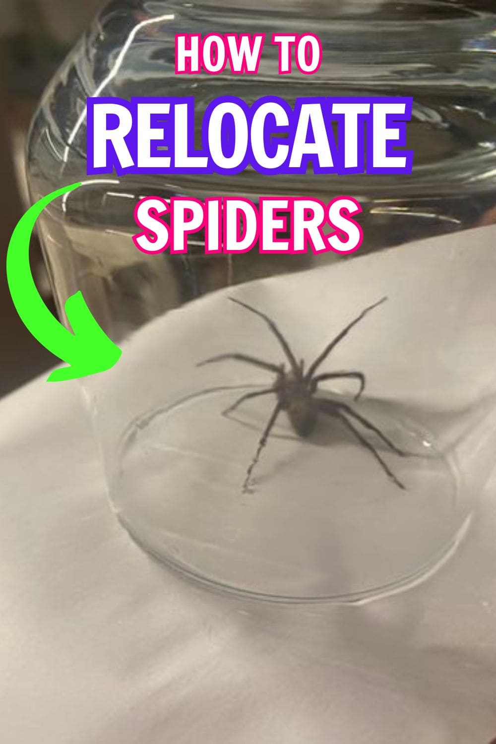 Spiders Are Not Dangerous. Here're Ways to Relocate Them Without Causing Harm