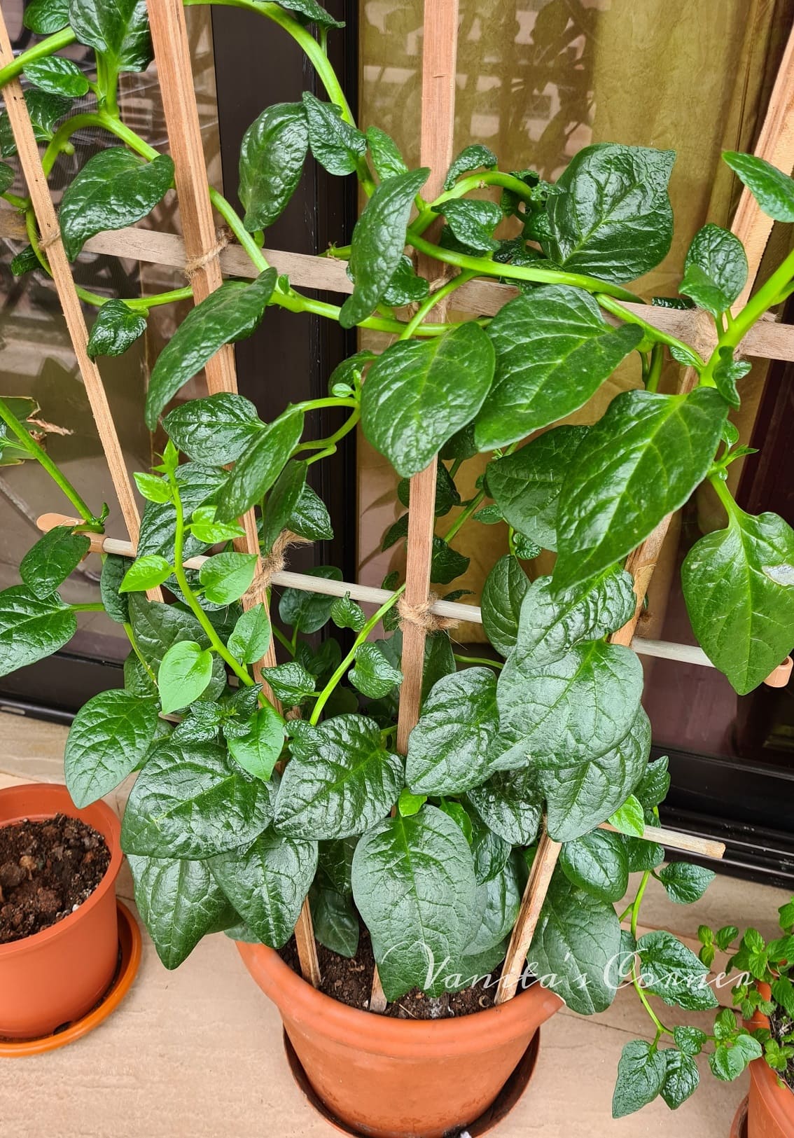 10 Edible Vines You Can Grow Indoors And Actually Eat