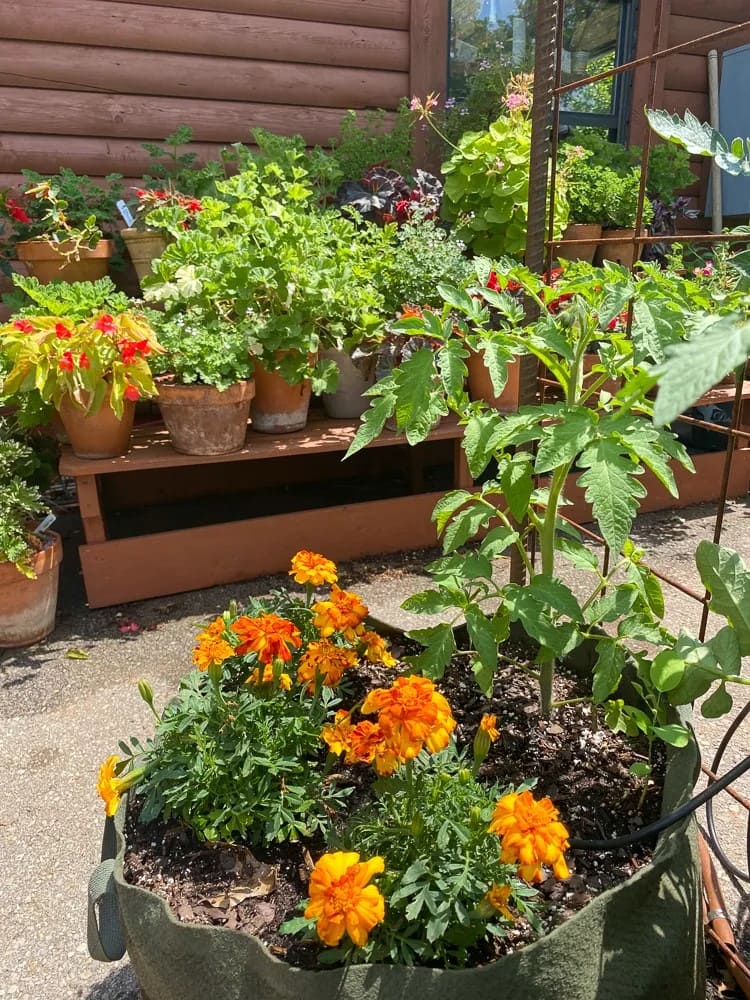 10 Best Plants to Grow Under Tomatoes