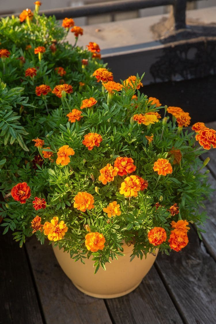 10 Best Plants to Grow in July for a Late-Season Harvest