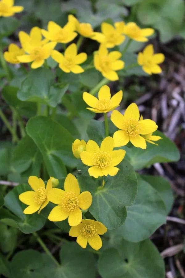 10 Plants Frogs Love And Tips for a Frog-Friendly Garden