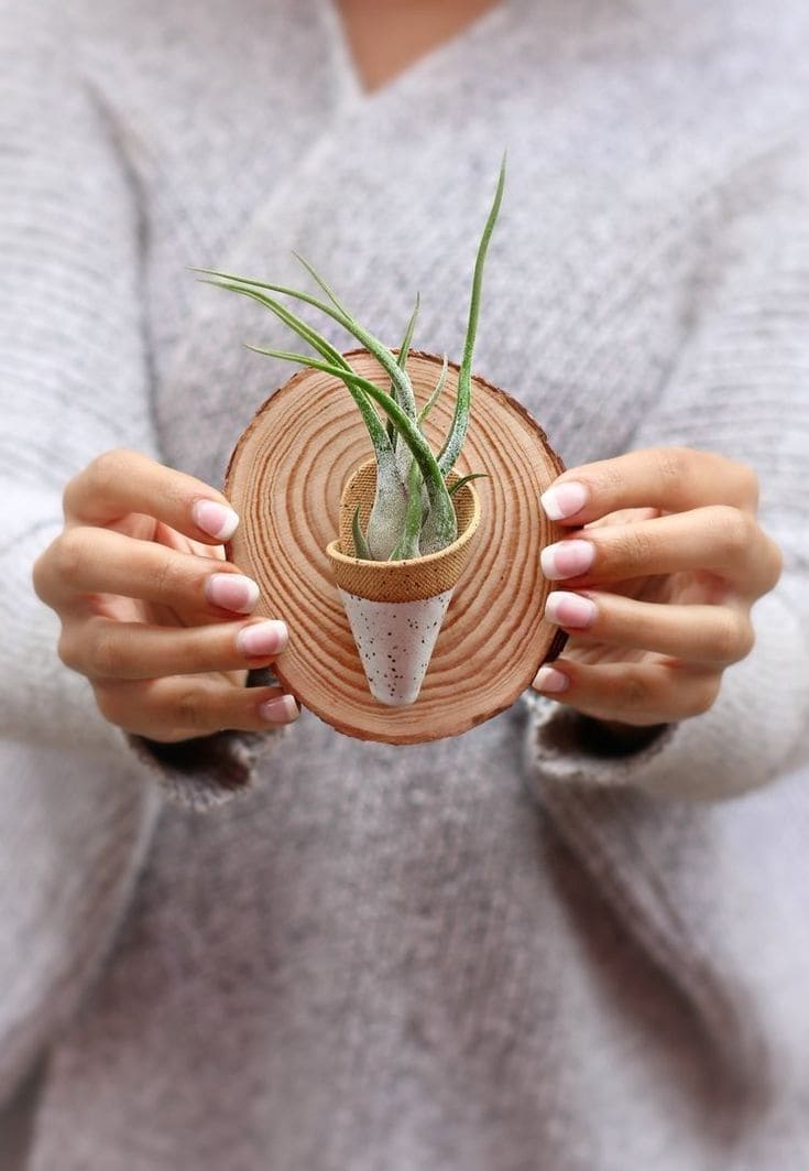 Mini Cone on Wood Slice Air Plant Holder