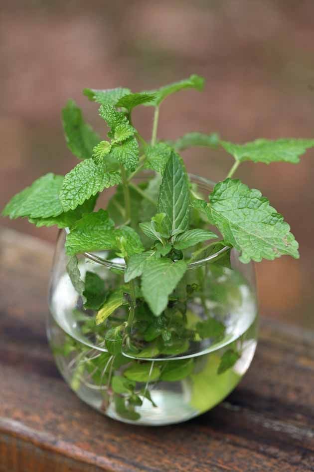 15 Plants That Naturally Repel Spiders