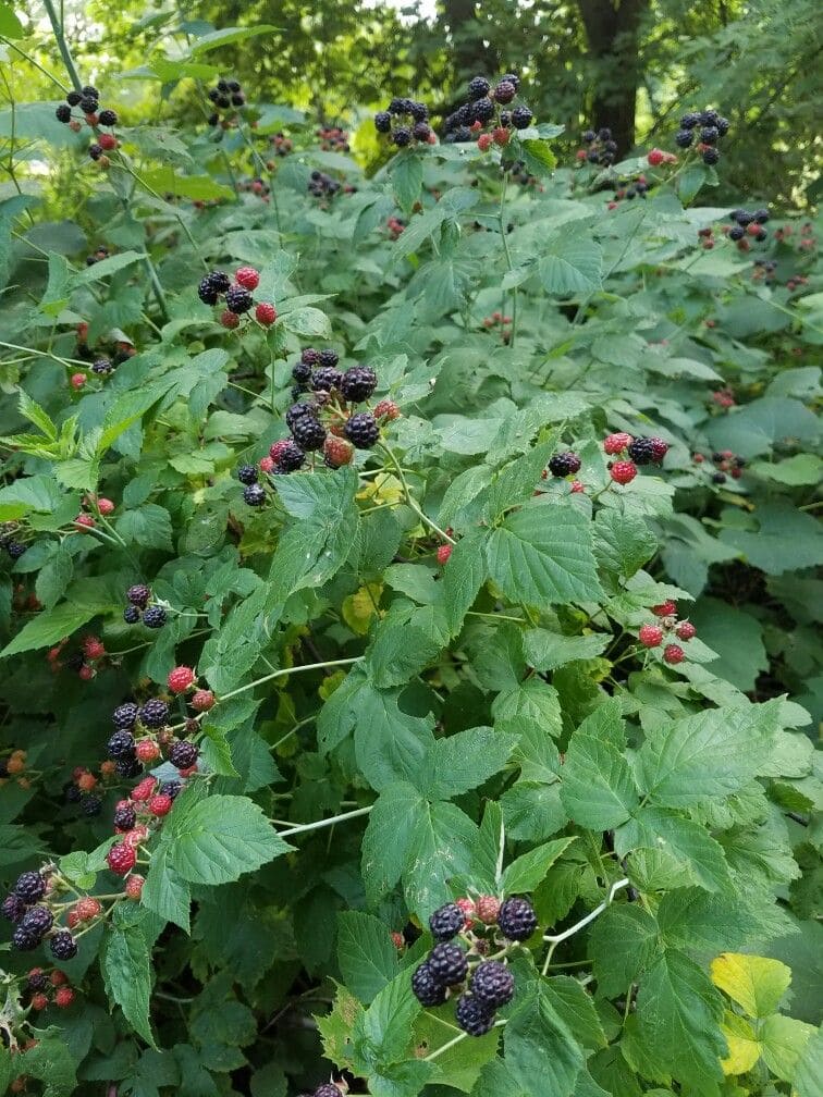 10 Perennial Plants for Chickens So You Can Feed Them for Free, Forever