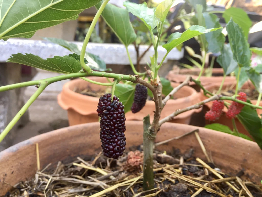 Here're 10 Tips to Grow Mulberries for the Sweetest, Largest Berries