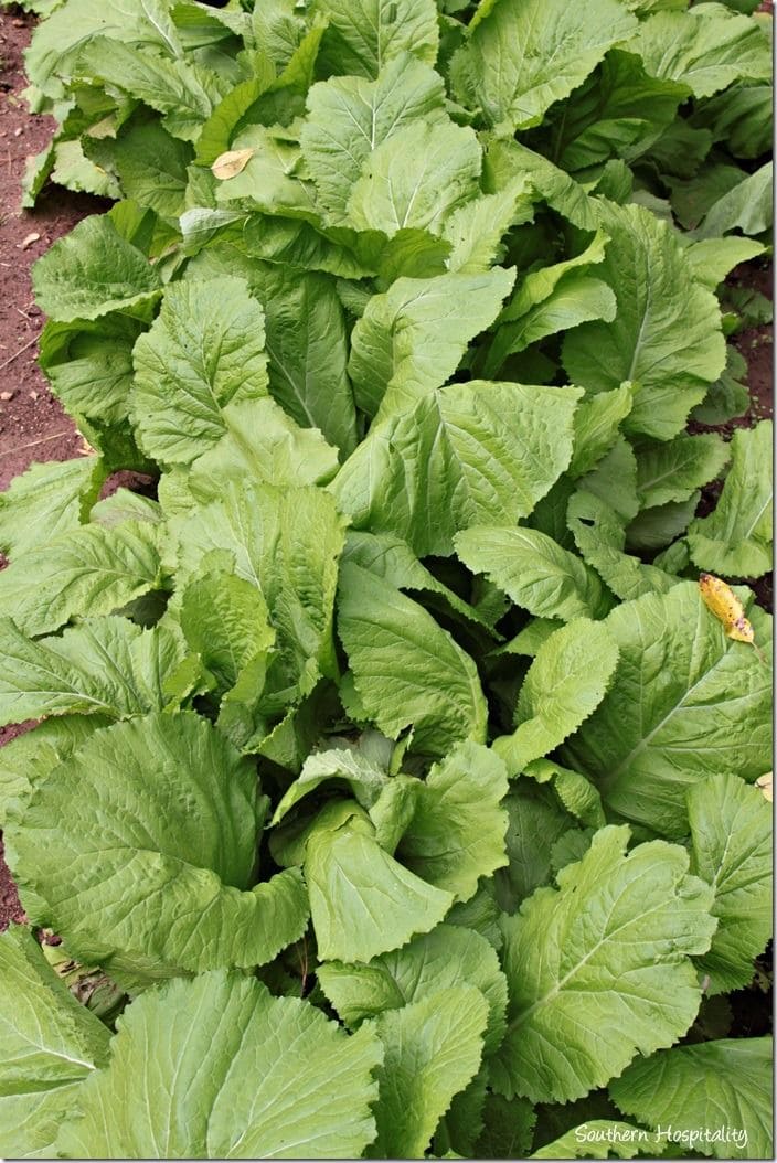 15 Vegetables You Can Grow Well in the next Winter