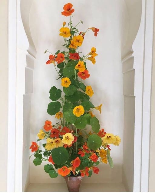 10 Edible Vines You Can Grow Indoors And Actually Eat