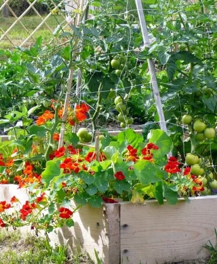 10 Best Plants to Grow Under Tomatoes
