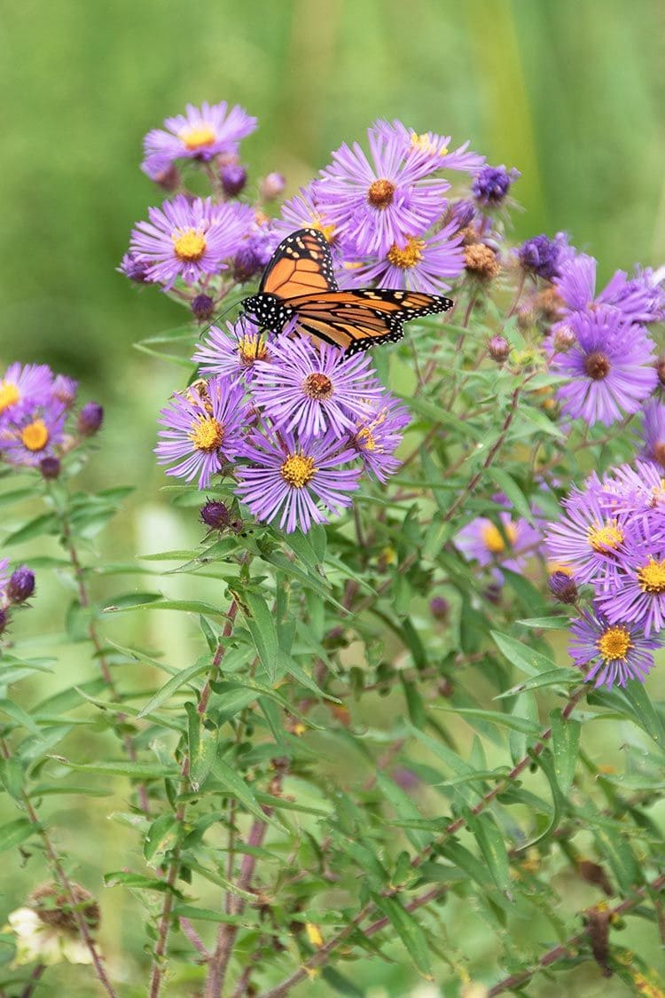 10 Beautiful Plants That Attract Fireflies to Your Garden