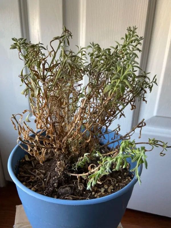How to Save a Dying Lavender Plant And Help It Thrive Again