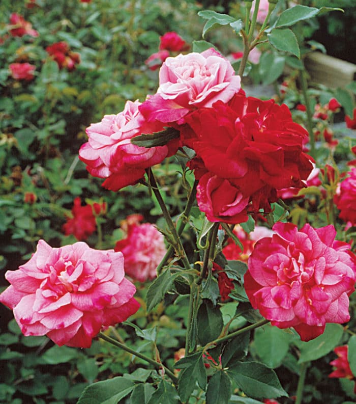 10 Flowers with Incredible Scents That Will Make You Fall in Love with Your Garden