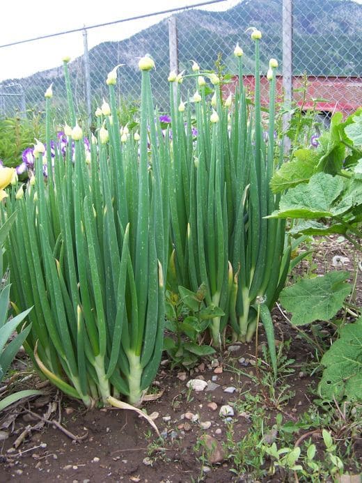 15 Plants That Naturally Repel Spiders