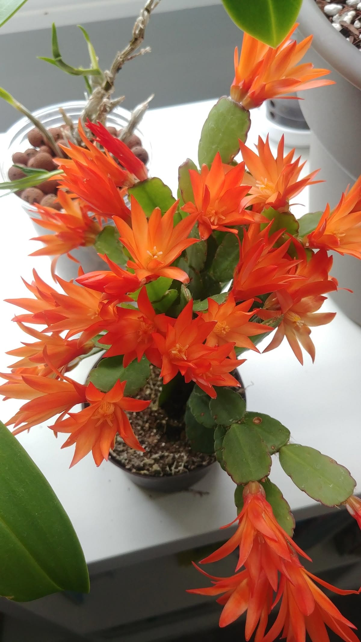 3 Christmas Cactus Types and Their Exotic Colors to Transform Your Home