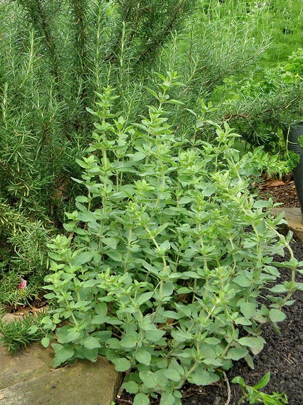 10 Perennial Plants for Chickens So You Can Feed Them for Free, Forever