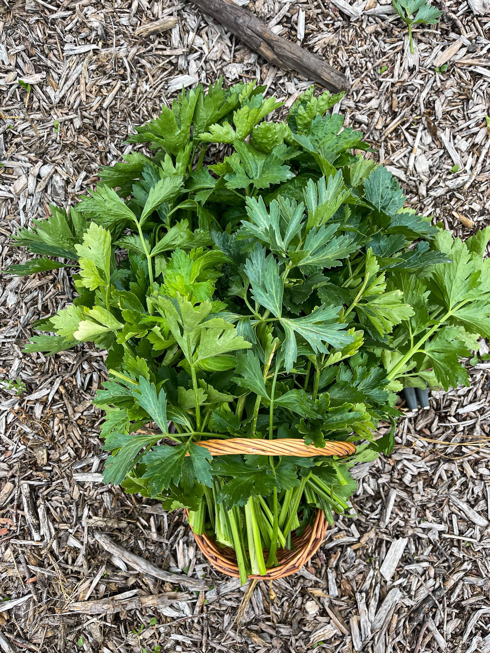 10 Best Plants to Grow Under Tomatoes