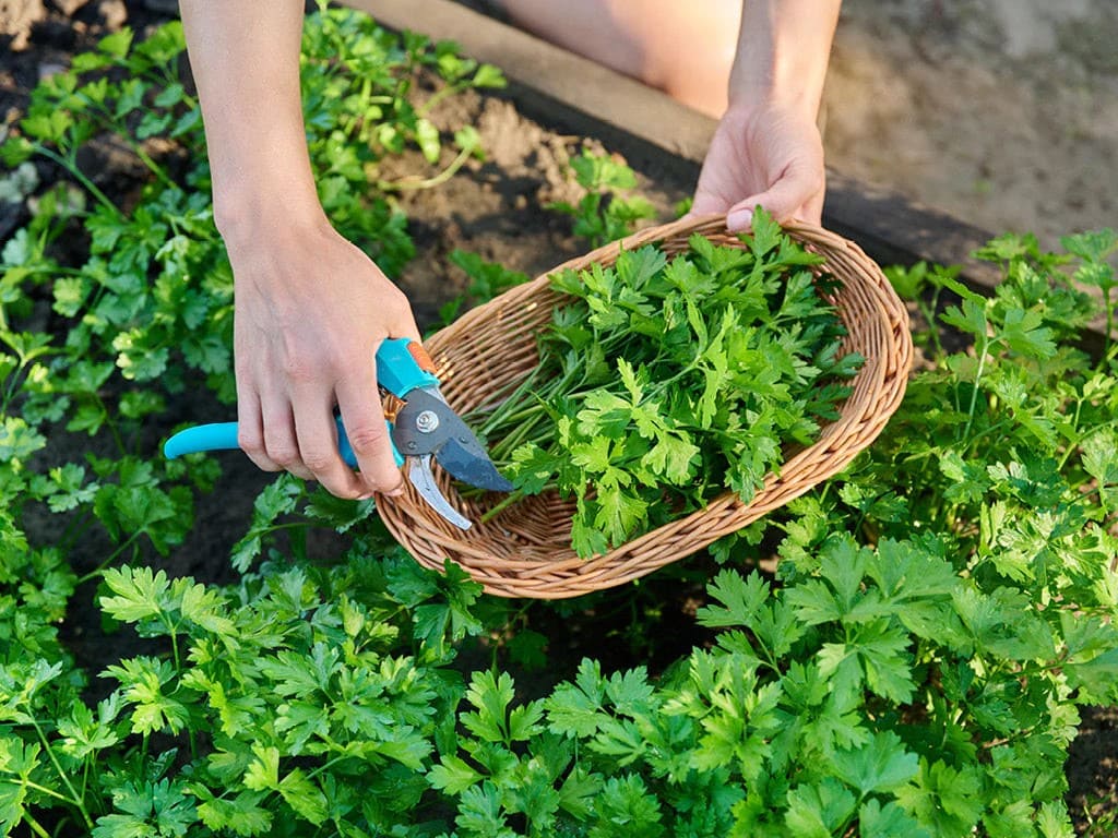 10 Best Plants You Can Grow in Pallets And How to Care Them