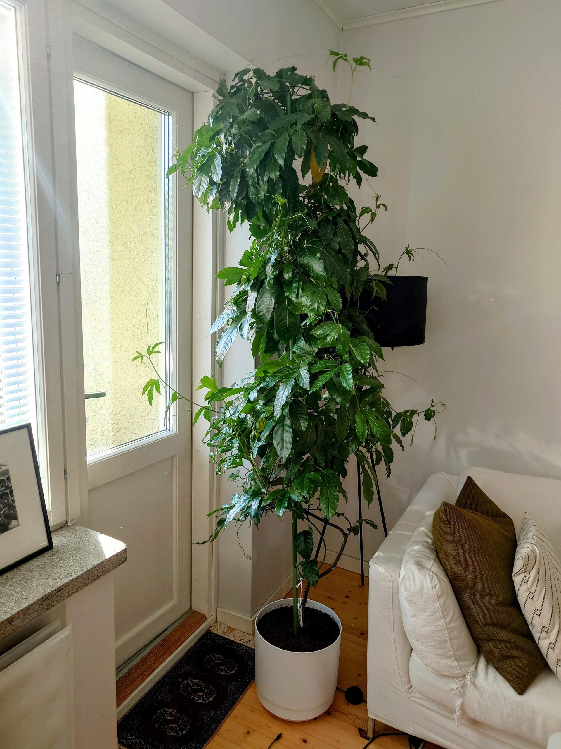 10 Edible Vines You Can Grow Indoors And Actually Eat
