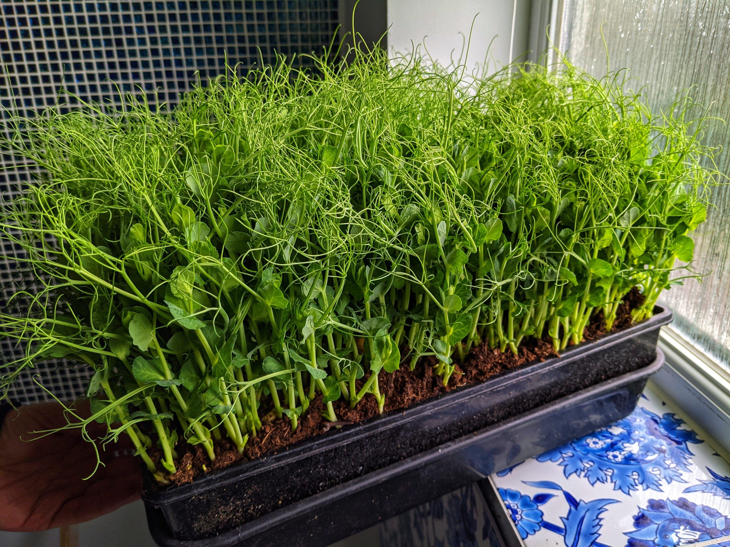 10 Edible Vines You Can Grow Indoors And Actually Eat