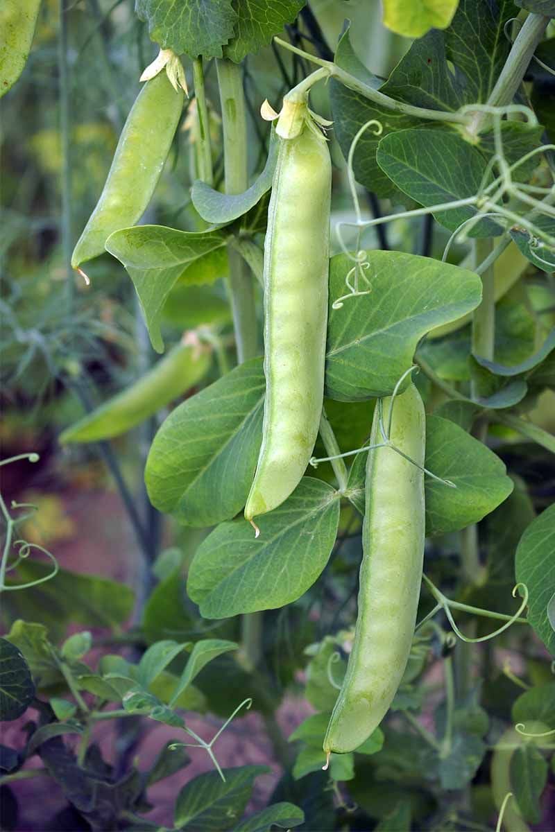 Boost Protein in Your Garden With These 8 Super Foods