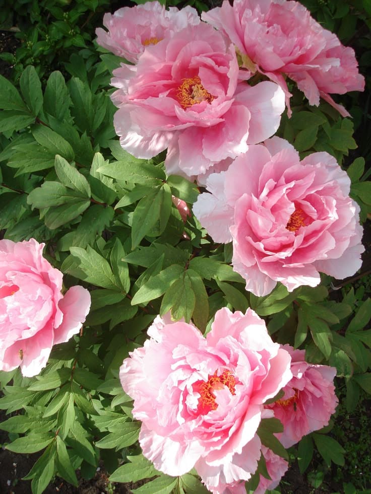 10 Flowers with Incredible Scents That Will Make You Fall in Love with Your Garden