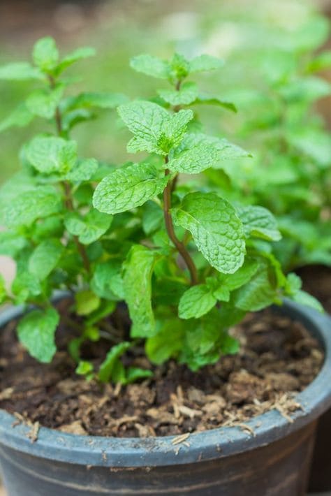 15 Plants That Naturally Repel Spiders