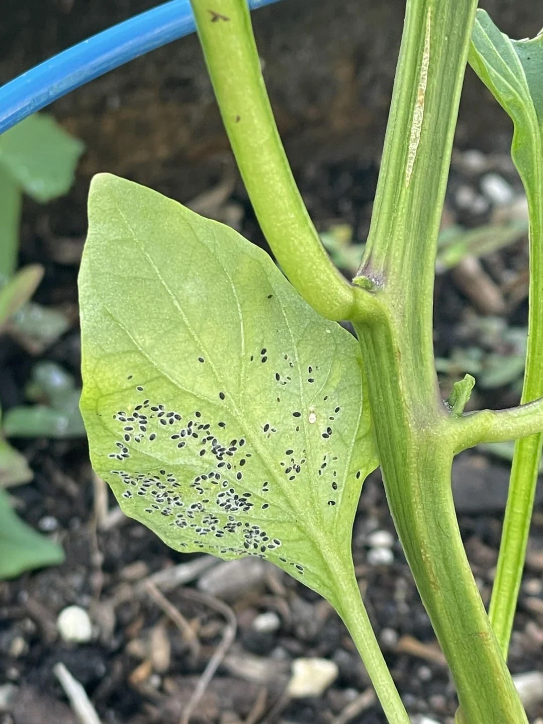 How to Grow Black Pepper in a Pot 100% Success