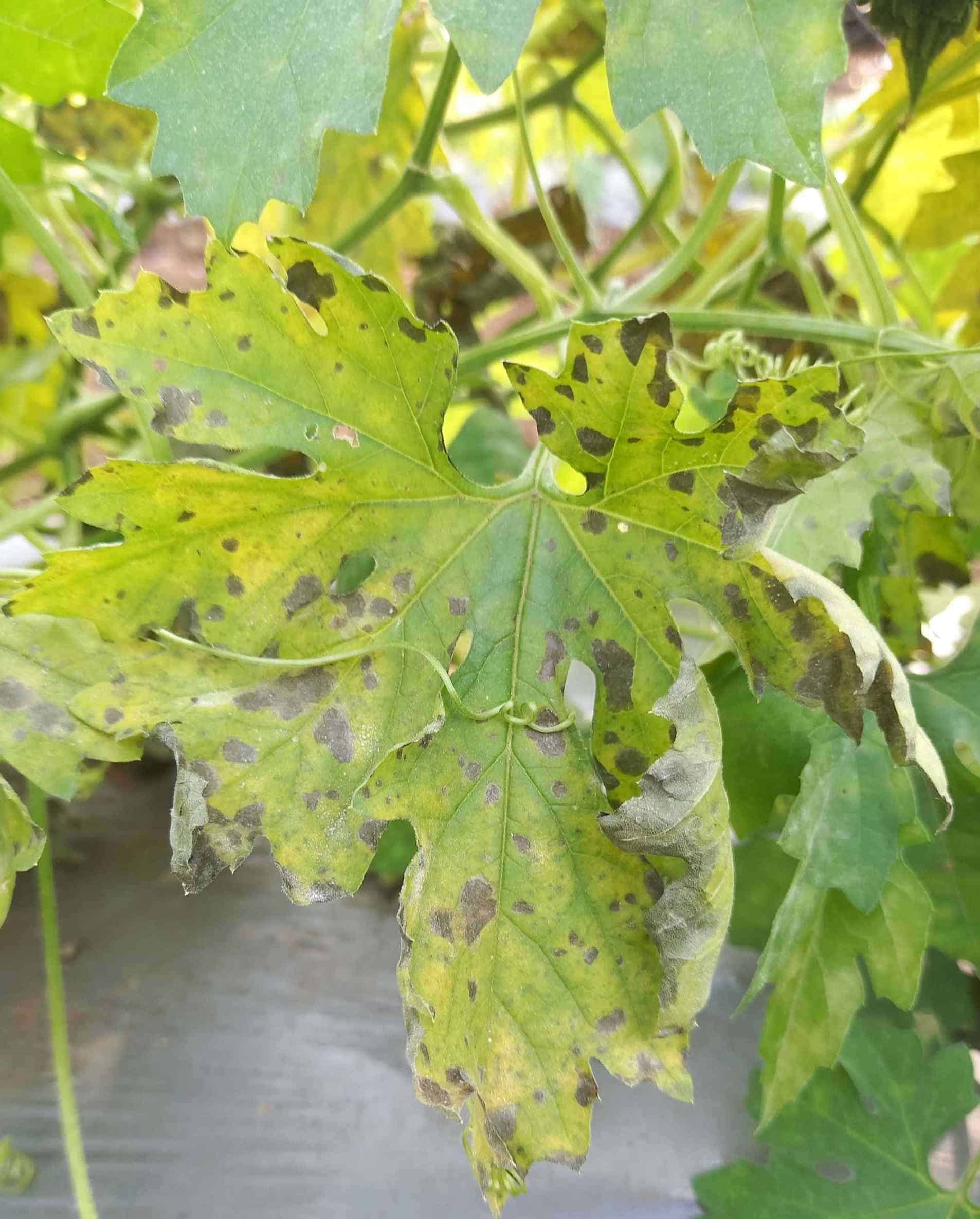 Here's The Secret to Growing Bitter Melon in Pots for the Biggest Harvests