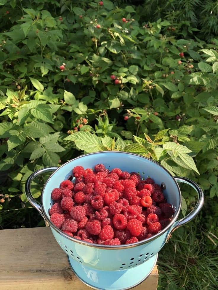 10 Proven Tips Help Gardeners Harvest Buckets of Raspberries