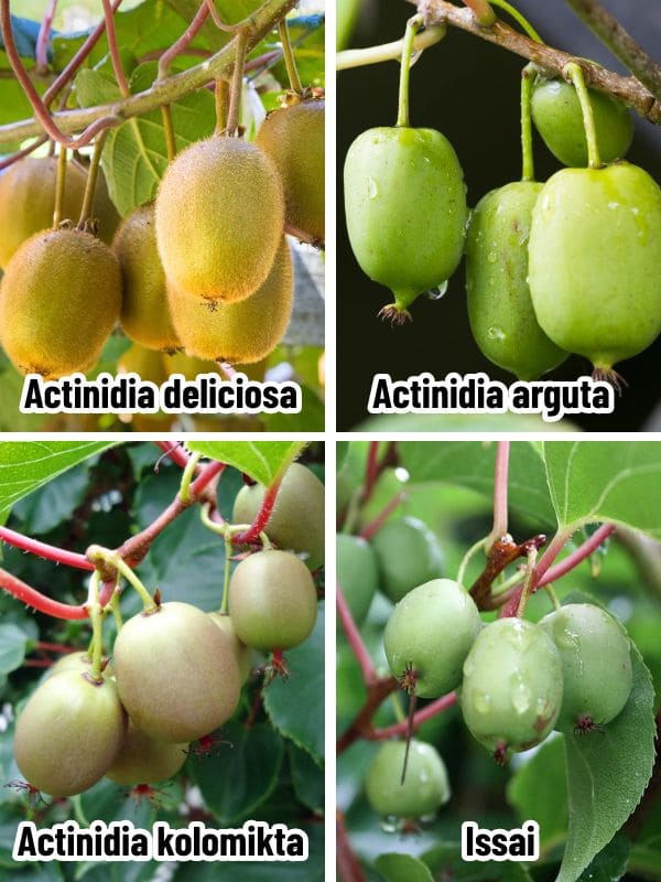 9 Tactics to Grow Kiwi in Pots from Expert Gardeners for Lush Vines and Juicy Harvests