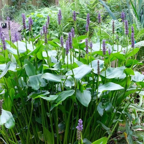 10 Plants Frogs Love And Tips for a Frog-Friendly Garden