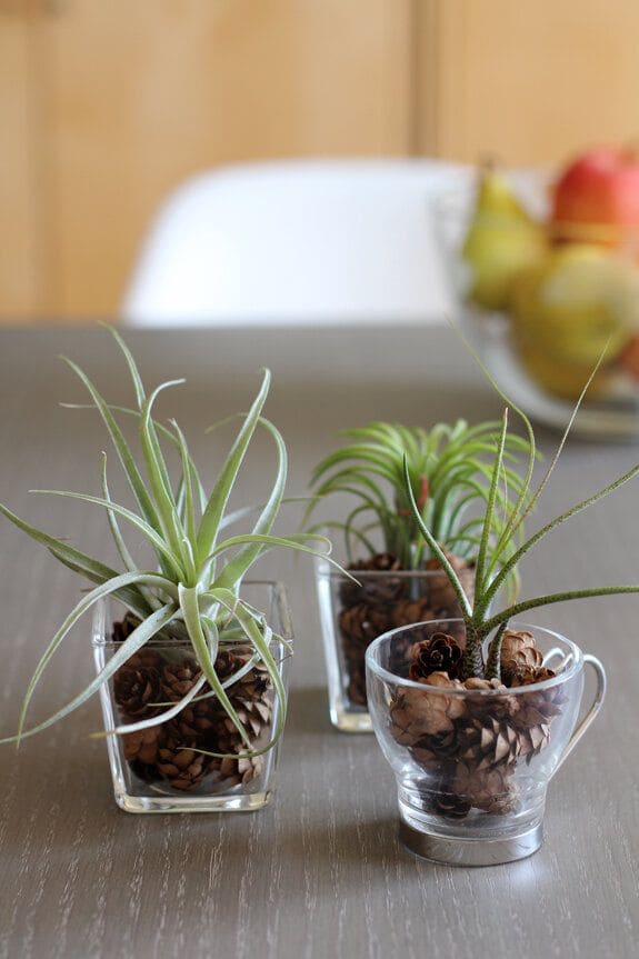 Pinecone-Filled Glass Cup Planters