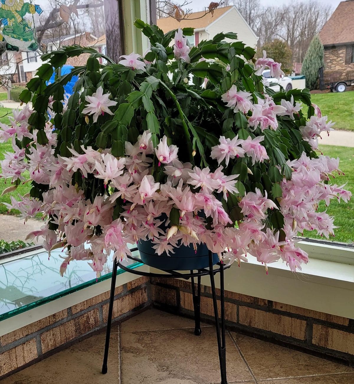 3 Christmas Cactus Types and Their Exotic Colors to Transform Your Home