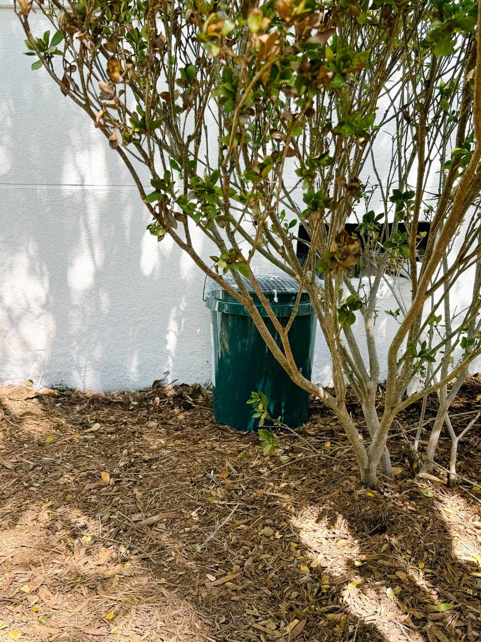 How to Kill Mosquitoes and Their Larvae with the Mosquito Bucket of Doom