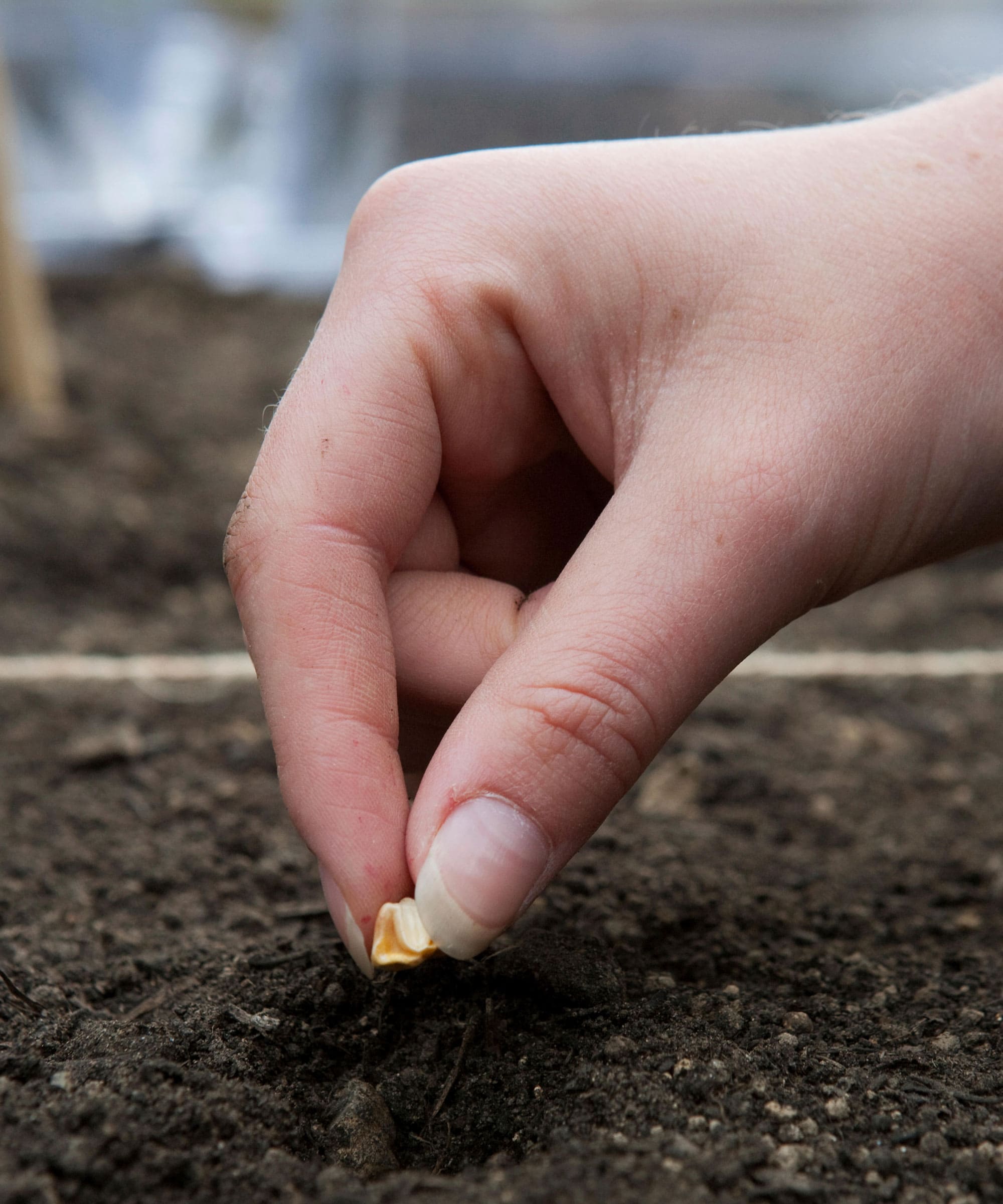 How to Grow Corn Successfully for Beginners