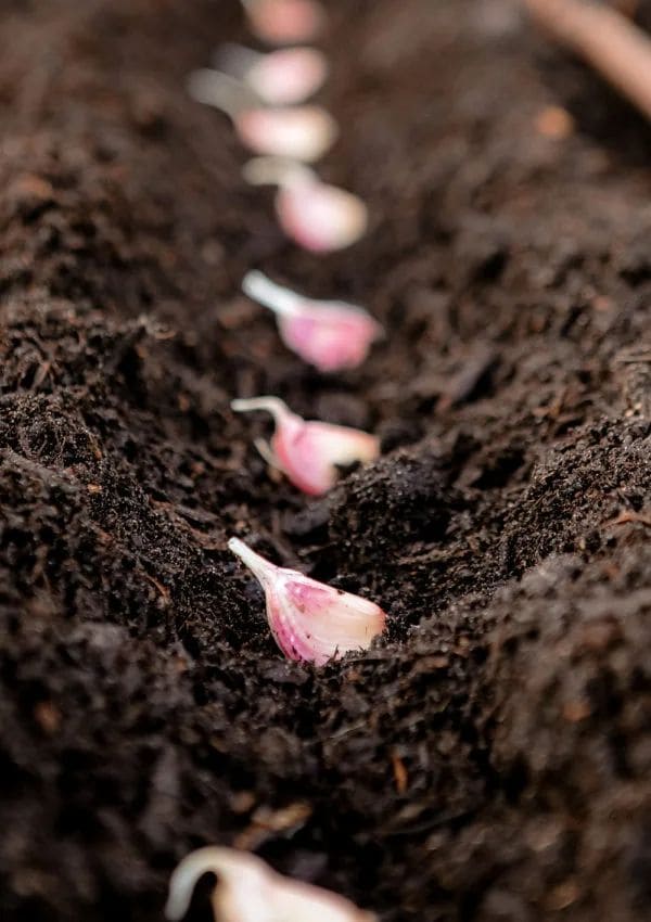 How To Grow Garlic This Fall for a Big, Flavorful Harvest Next Summer